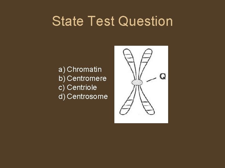 State Test Question a) Chromatin b) Centromere c) Centriole d) Centrosome 