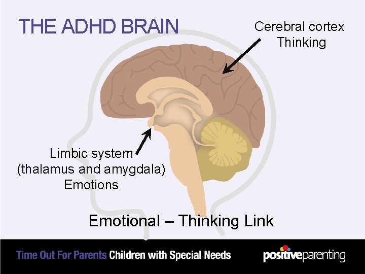 THE ADHD BRAIN Cerebral cortex Thinking Limbic system (thalamus and amygdala) Emotions Emotional –