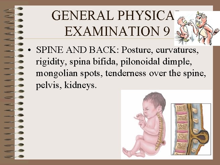 GENERAL PHYSICAL EXAMINATION 9 • SPINE AND BACK: Posture, curvatures, rigidity, spina bifida, pilonoidal