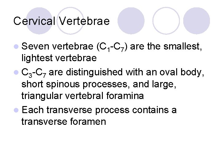 Cervical Vertebrae l Seven vertebrae (C 1 -C 7) are the smallest, lightest vertebrae
