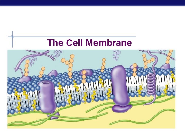 The Cell Membrane 