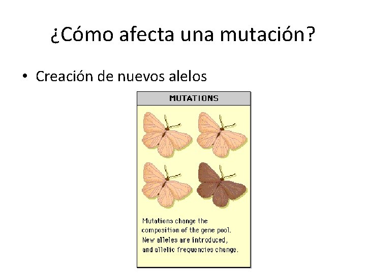 ¿Cómo afecta una mutación? • Creación de nuevos alelos 