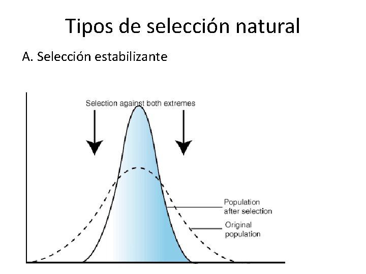 Tipos de selección natural A. Selección estabilizante 