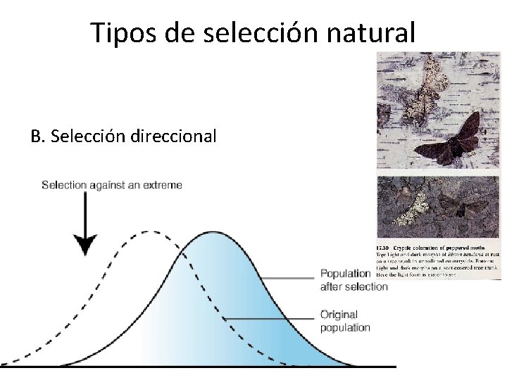 Tipos de selección natural B. Selección direccional 