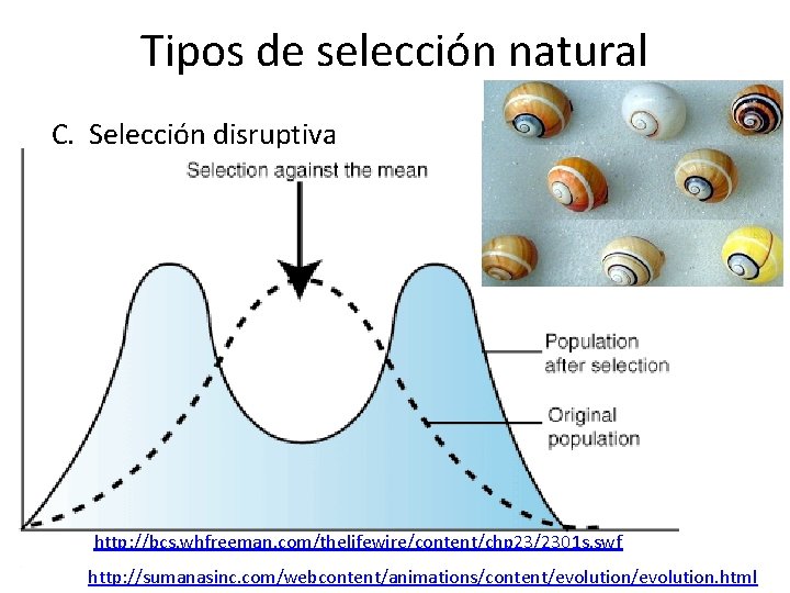 Tipos de selección natural C. Selección disruptiva http: //bcs. whfreeman. com/thelifewire/content/chp 23/2301 s. swf
