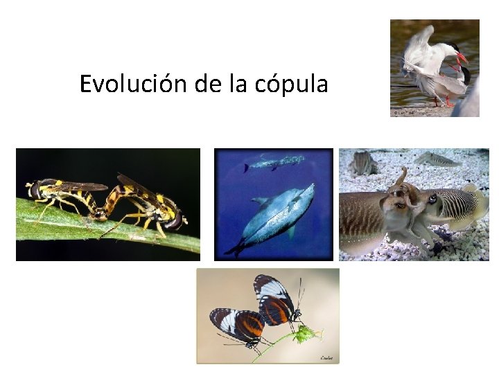 Evolución de la cópula 