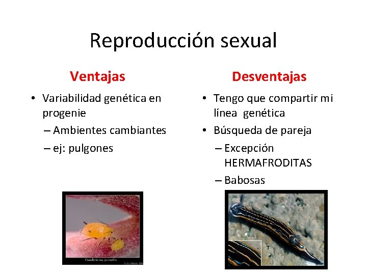 Reproducción sexual Ventajas Desventajas • Variabilidad genética en progenie – Ambientes cambiantes – ej: