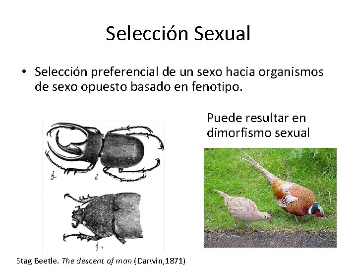 Selección Sexual • Selección preferencial de un sexo hacia organismos de sexo opuesto basado
