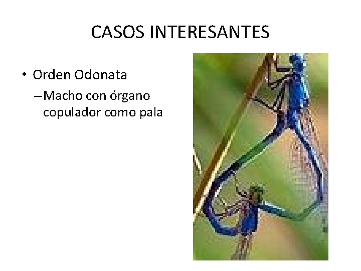 CASOS INTERESANTES • Orden Odonata – Macho con órgano copulador como pala 
