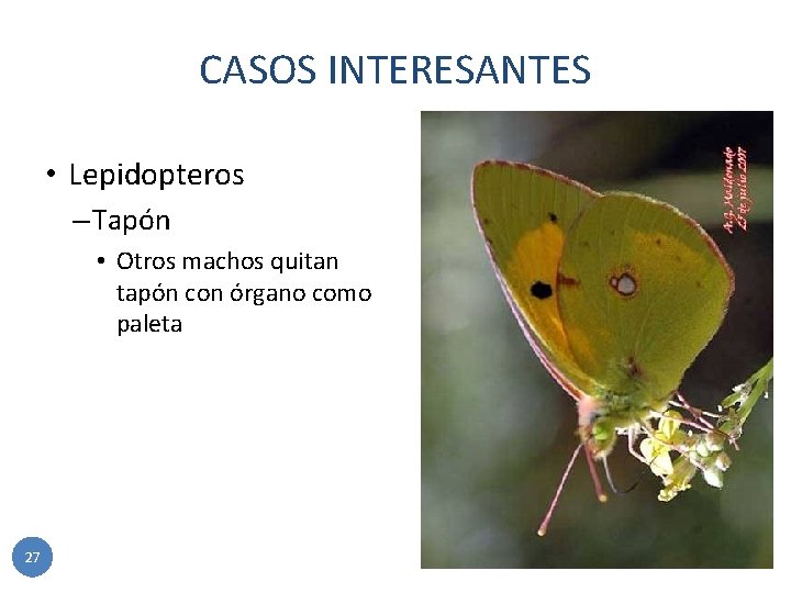 CASOS INTERESANTES • Lepidopteros – Tapón • Otros machos quitan tapón con órgano como