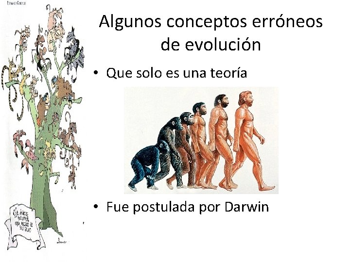Algunos conceptos erróneos de evolución • Que solo es una teoría • Fue postulada
