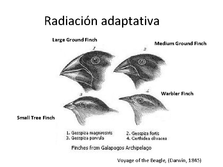  Radiación adaptativa Large Ground Finch Medium Ground Finch Warbler Finch Small Tree Finch