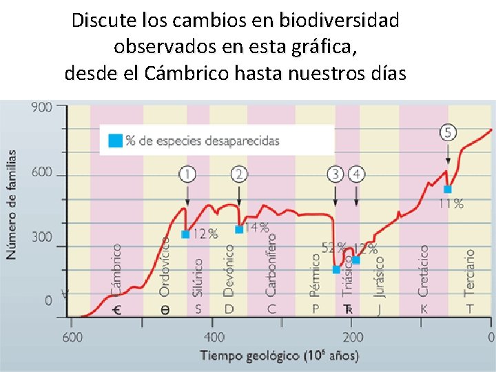Discute los cambios en biodiversidad observados en esta gráfica, desde el Cámbrico hasta nuestros