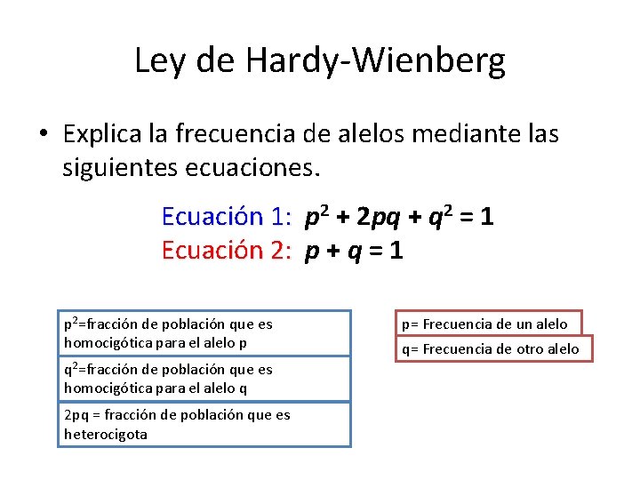 Ley de Hardy-Wienberg • Explica la frecuencia de alelos mediante las siguientes ecuaciones. Ecuación
