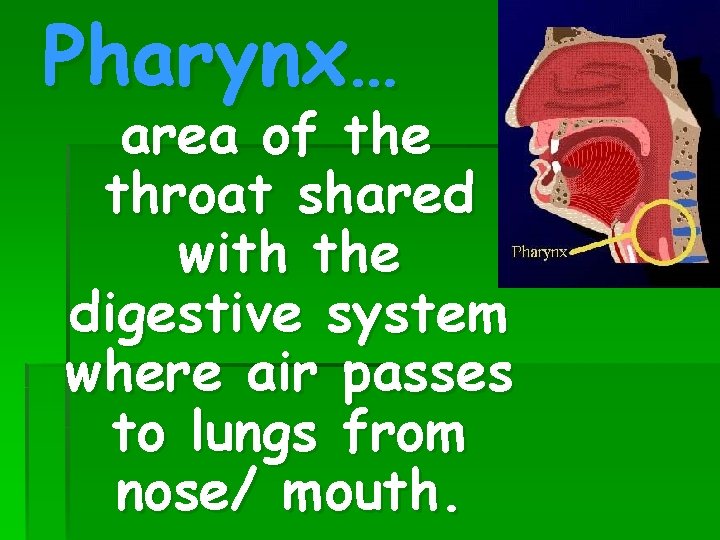 Pharynx… area of the throat shared with the digestive system where air passes to