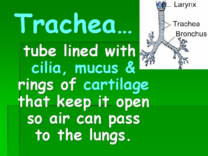 Trachea… tube lined with cilia, mucus & rings of cartilage that keep it open