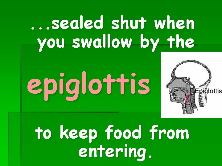 . . . sealed shut when you swallow by the epiglottis to keep food