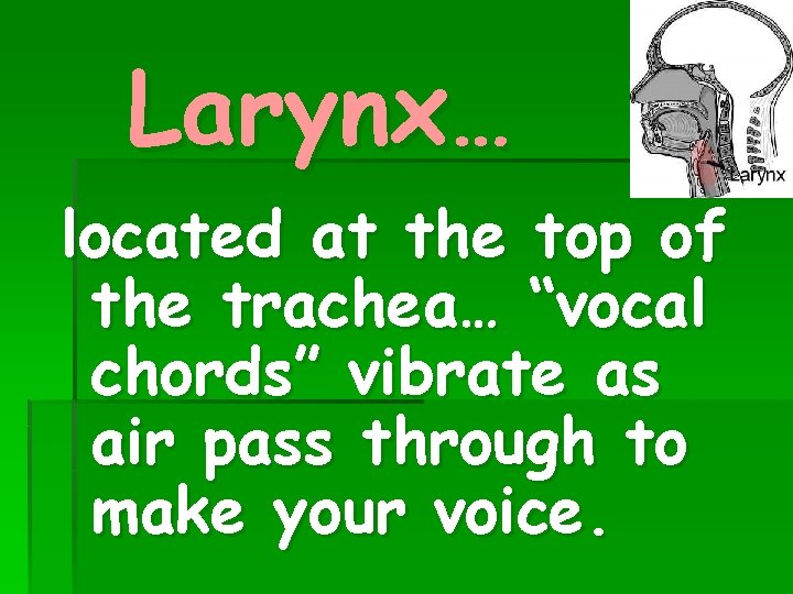 Larynx… located at the top of the trachea… “vocal chords” vibrate as air pass