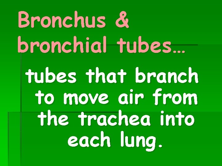 Bronchus bronchial & tubes… tubes that branch to move air from the trachea into