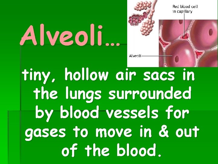 Alveoli… tiny, hollow air sacs in the lungs surrounded by blood vessels for gases