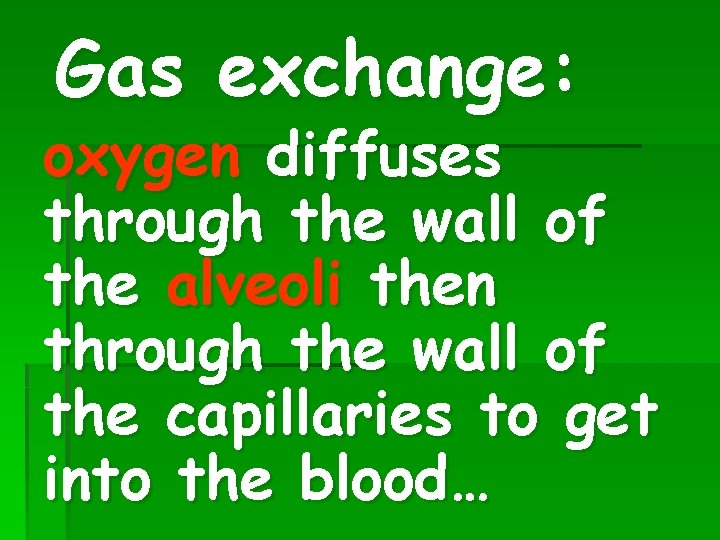 Gas exchange: oxygen diffuses through the wall of the alveoli then through the wall