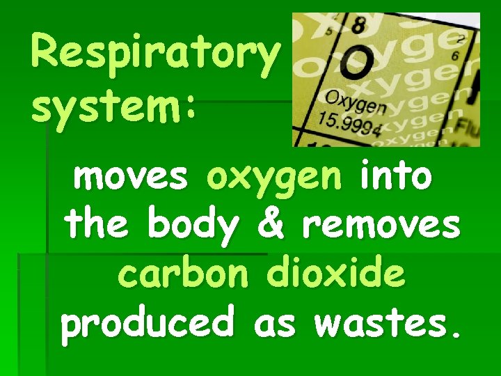Respiratory system: moves oxygen into the body & removes carbon dioxide produced as wastes.