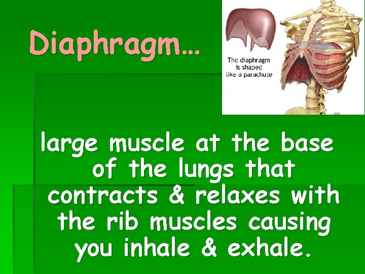 Diaphragm… large muscle at the base of the lungs that contracts & relaxes with