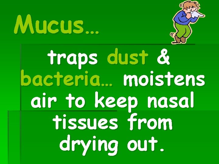 Mucus… traps dust & bacteria… moistens air to keep nasal tissues from drying out.