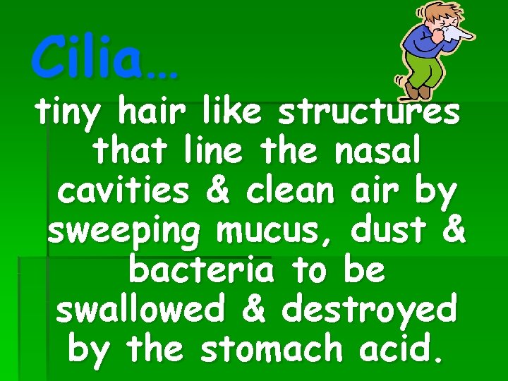 Cilia… tiny hair like structures that line the nasal cavities & clean air by