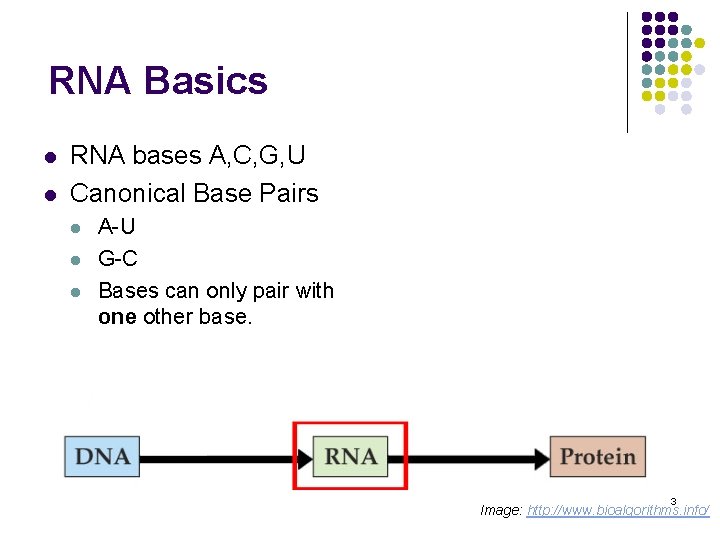 RNA Basics l l RNA bases A, C, G, U Canonical Base Pairs l