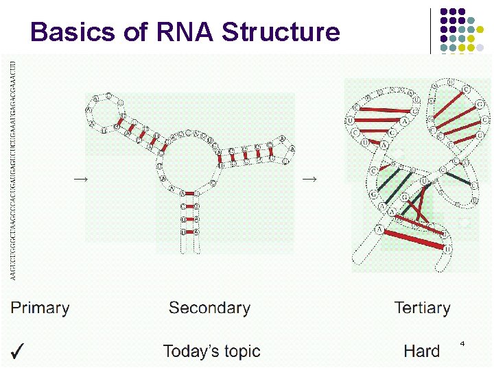 Basics of RNA Structure 4 