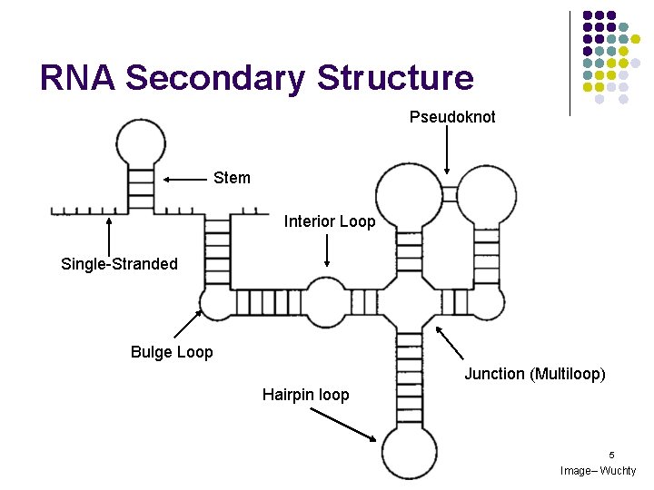 RNA Secondary Structure Pseudoknot Stem Interior Loop Single-Stranded Bulge Loop Junction (Multiloop) Hairpin loop