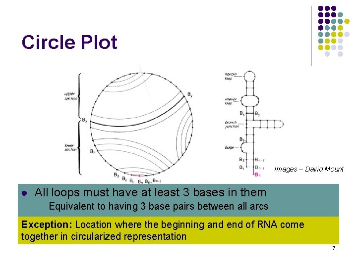 Circle Plot Images – David Mount l l Linear RNA strand folded back 3