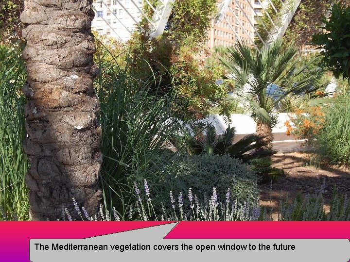 The Mediterranean vegetation covers the open window to the future 