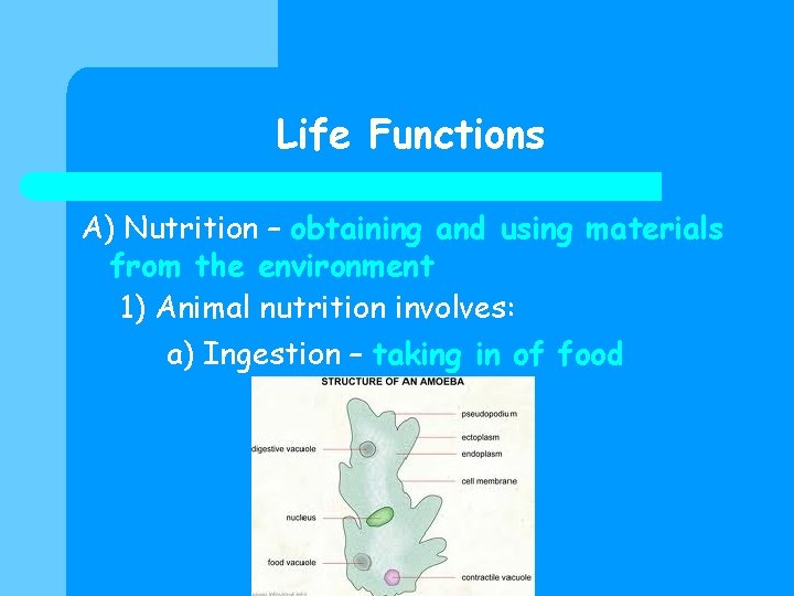 CONCEPT OF LIFE Questions to think about l