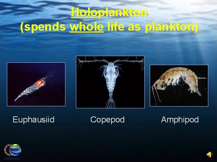 Holoplankton (spends whole life as plankton) Euphausiid Copepod Amphipod 