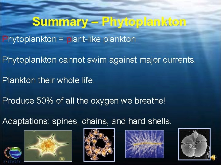 Summary – Phytoplankton = plant-like plankton Phytoplankton cannot swim against major currents. Plankton their