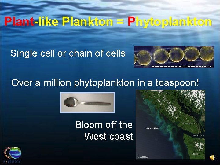 Plant-like Plankton = Phytoplankton Single cell or chain of cells http: //www. umainetoday. umaine.