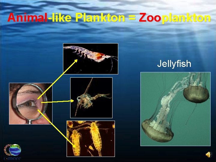 Animal-like Plankton = Zooplankton Jellyfish 