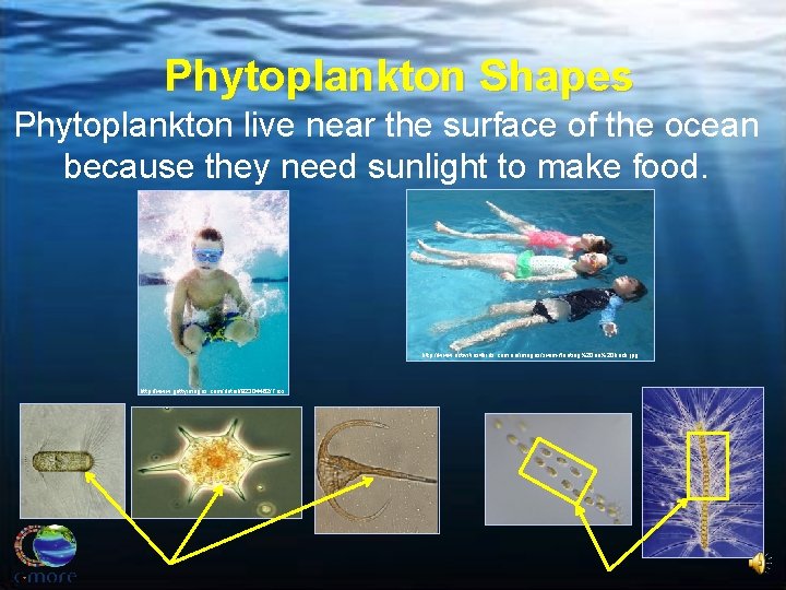Phytoplankton Shapes Phytoplankton live near the surface of the ocean because they need sunlight