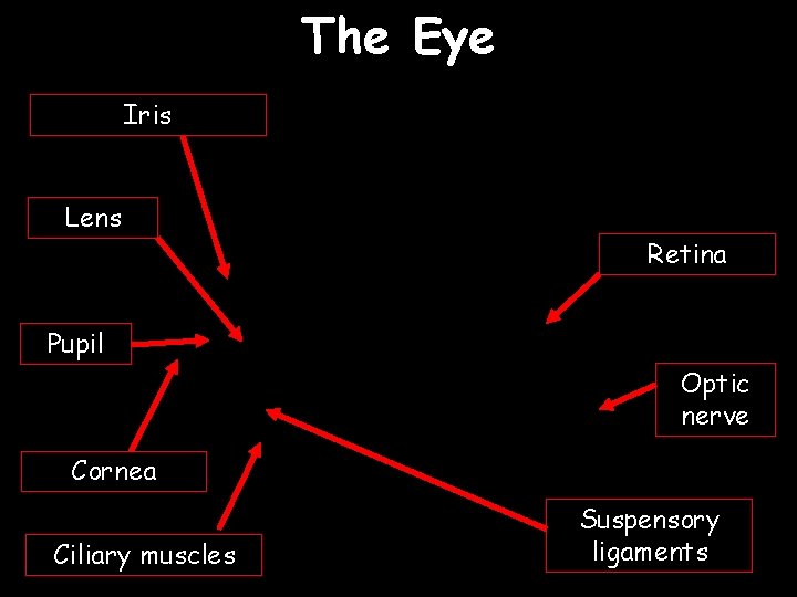 The Eye Iris Lens Retina Pupil Optic nerve Cornea Ciliary muscles Suspensory ligaments 