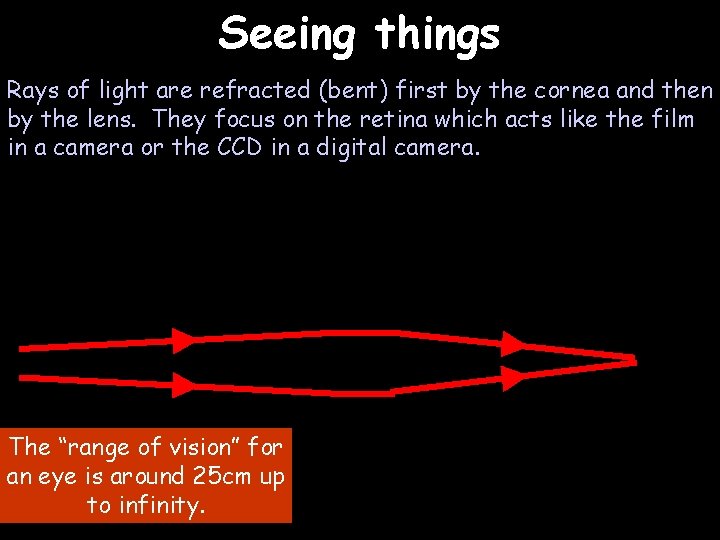 Seeing things Rays of light are refracted (bent) first by the cornea and then