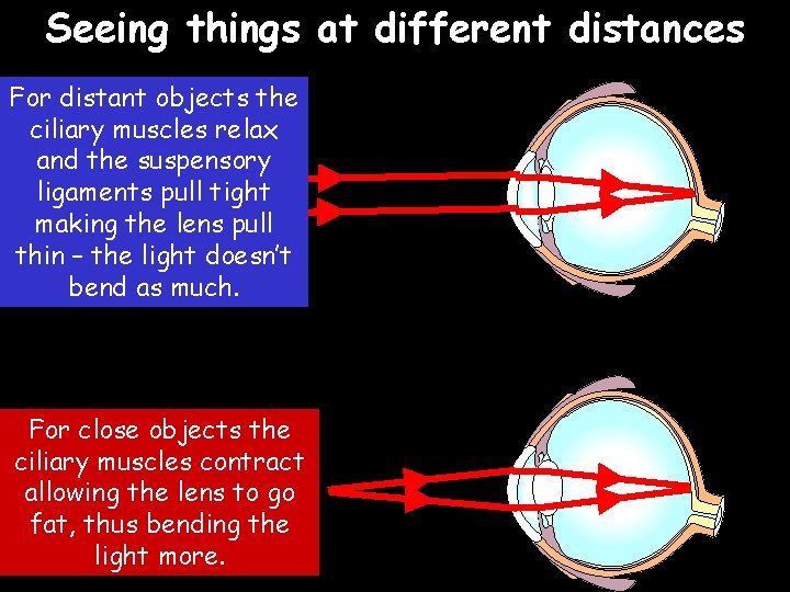 Seeing things at different distances For distant objects the ciliary muscles relax and the