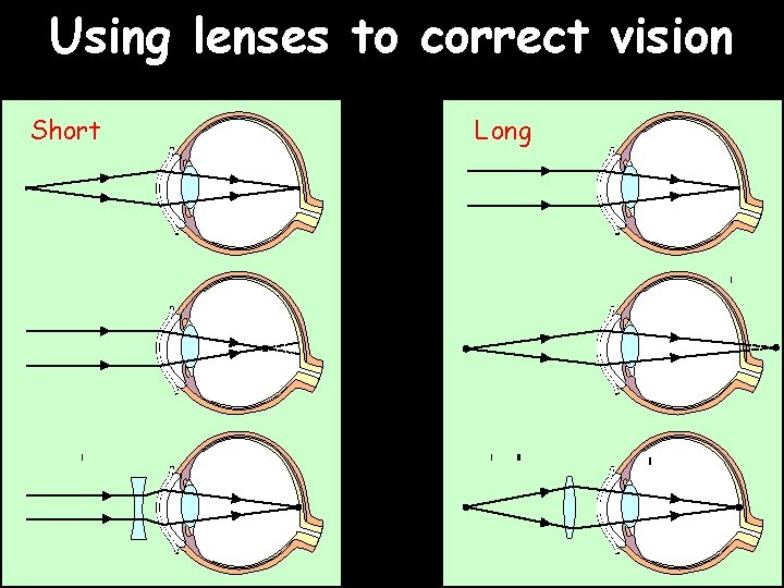 Using lenses to correct vision Short Long 