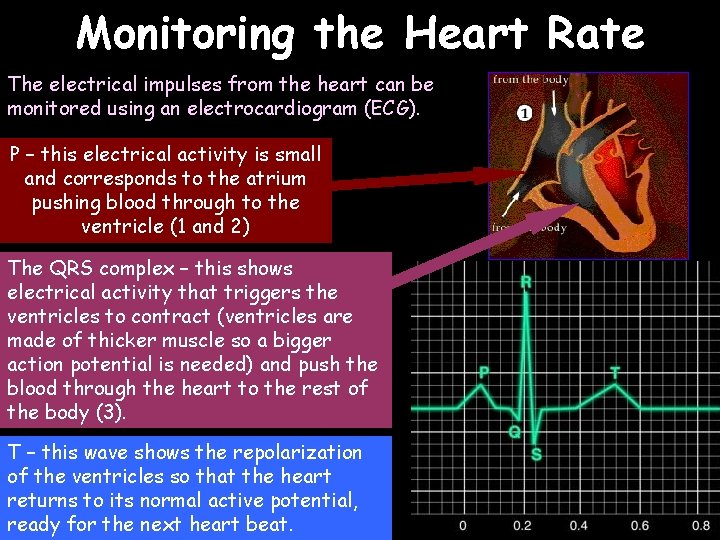 Monitoring the Heart Rate The electrical impulses from the heart can be monitored using