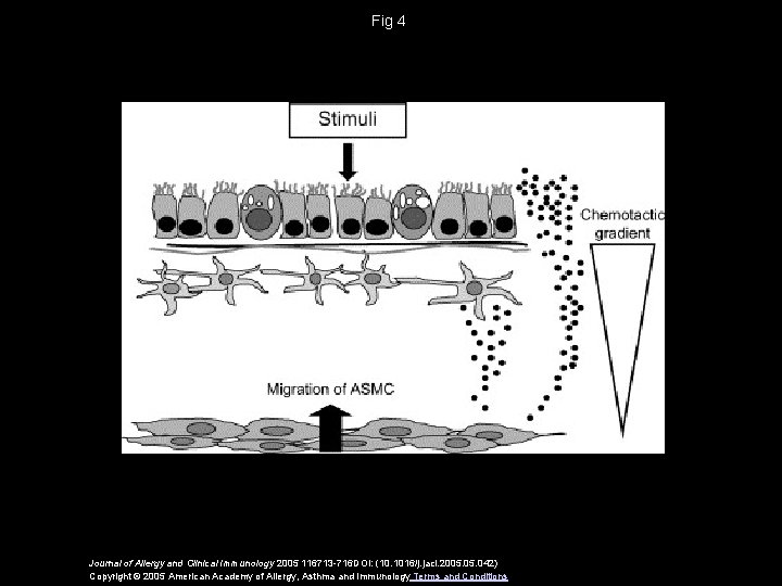 Fig 4 Journal of Allergy and Clinical Immunology 2005 116713 -716 DOI: (10. 1016/j.