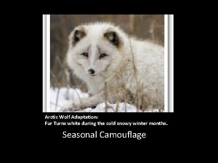 Arctic Wolf Adaptation: Fur Turns white during the cold snowy winter months. Seasonal Camouflage