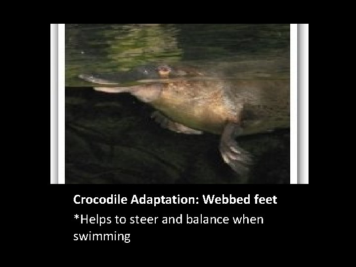 Crocodile Adaptation: Webbed feet *Helps to steer and balance when swimming 