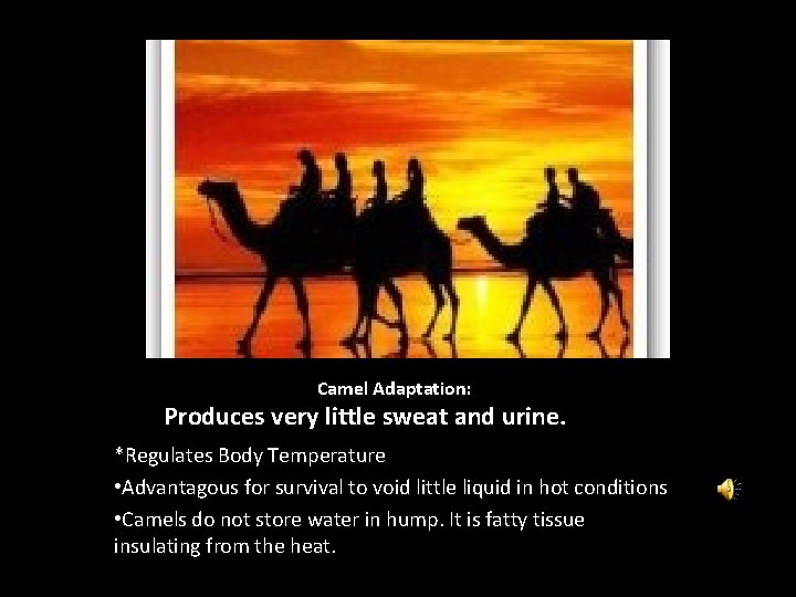 Camel Adaptation: Produces very little sweat and urine. *Regulates Body Temperature • Advantagous for