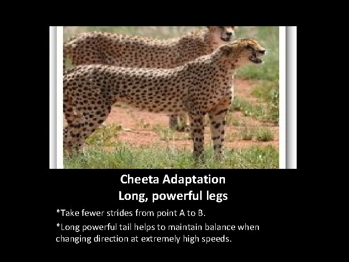 Cheeta Adaptation Long, powerful legs *Take fewer strides from point A to B. *Long